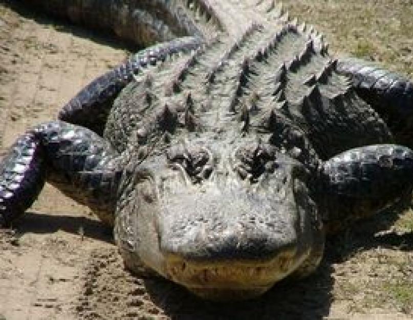 К чему снятся крокодилы в воде: толкования по сонникам. К чему снится крокодил женщине? Сонник крокодил