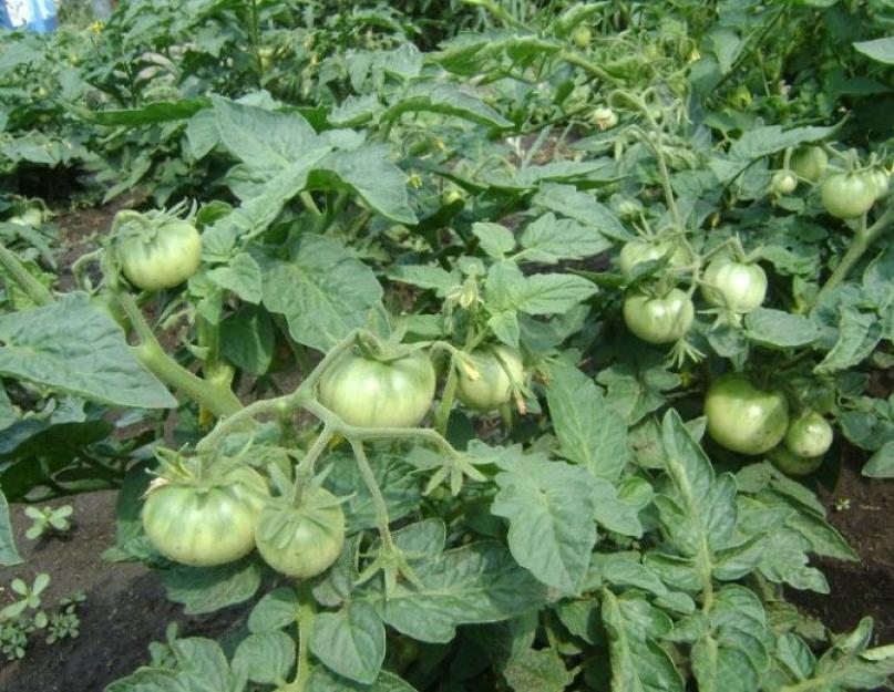 Что делать если томаты перекормили азотом. Причины «жирования» томатов в теплице и способы устранения проблемы