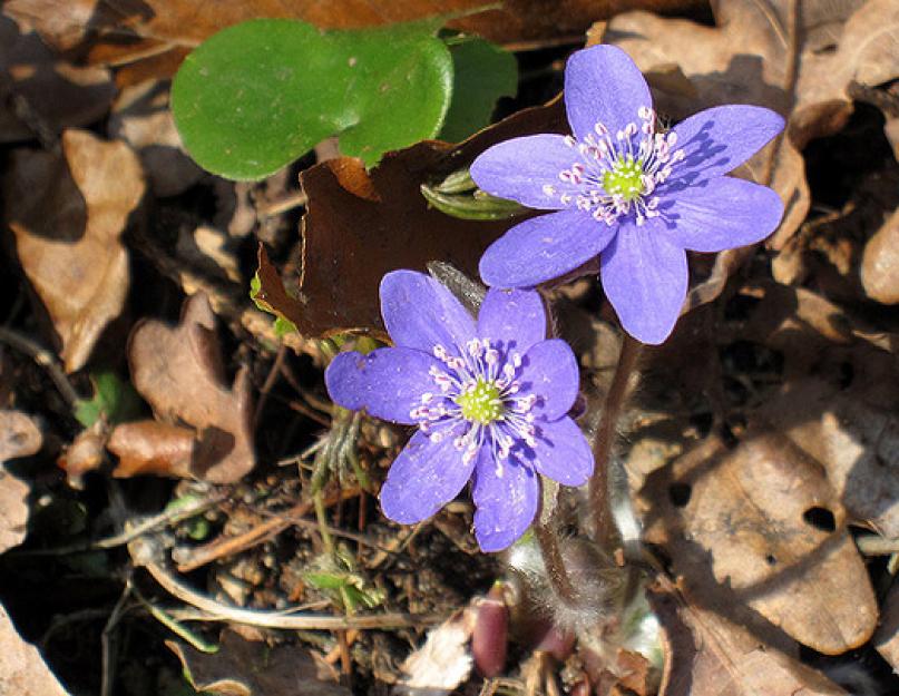 Печеночница благородная. Печеночница благородная (Hepatica nobilis MILL.)