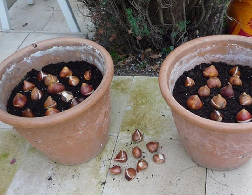 Хранение тюльпанов без воды. Доращивание луковиц тюльпанов. Луковицы тюльпанов после выгонки.