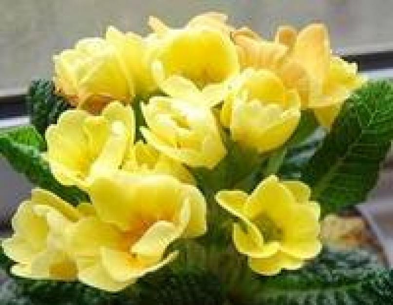 Комнатное растение с желтыми цветами. Каталог комнатных цветов с фотографиями и названиями