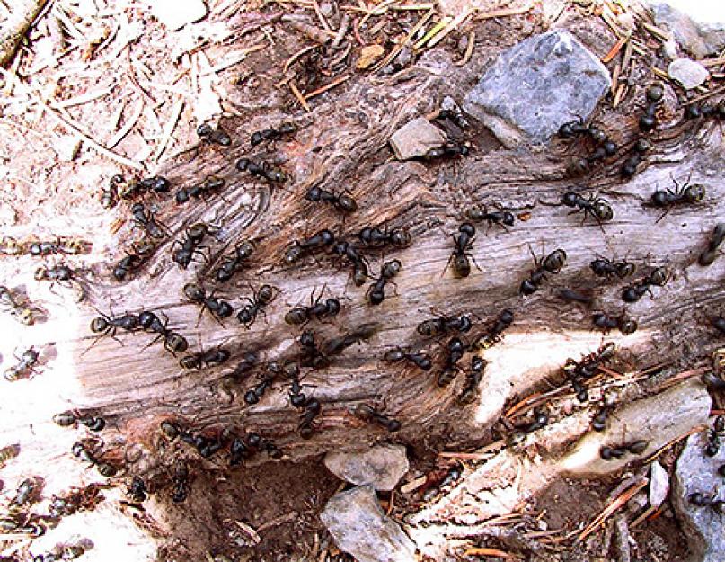 Интересные факты из жизни муравьев для детей. Муравьи