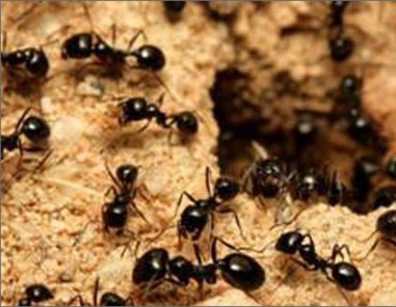 Формы гнезд муравьев. Как муравьи строят муравейник