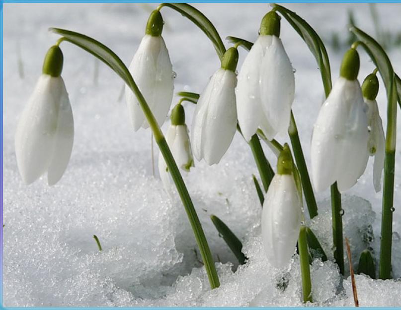 Подснежник – первый цветок весны. Белые подснежники — первые весенние цветы Нежные цветы появляются в русских