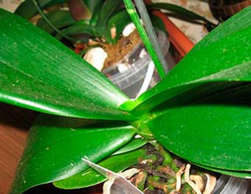 Как поливать воздушные корни орхидеи. Корни орхидеи