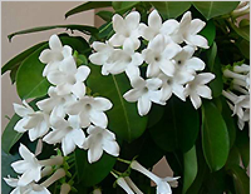 Жасмин мадагаскарский. Стефанотис, или мадагаскарский жасмин — цветок невесты у вас дома