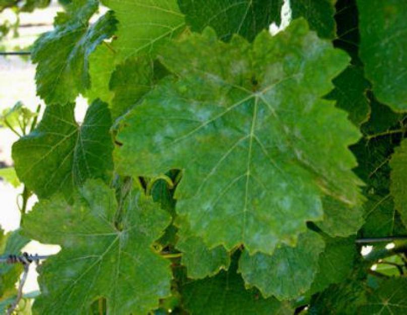 Почему болеет виноград и как его лечить. Борьба с вредителями и болезнями винограда: комплексная защита