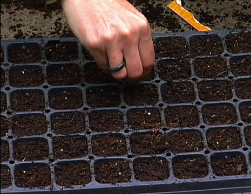 Время и схемы высадки рассады капусты в грунт. Когда высаживать капусту в открытый грунт