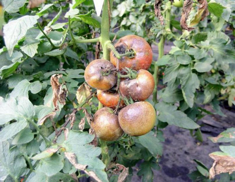 Как быстро развивается фитофтора на помидорах. Химические средства для лечения и защиты