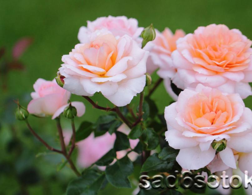 Выращивание роз на садовом участке. Выращивание садовых роз в открытом грунте: советы и правила