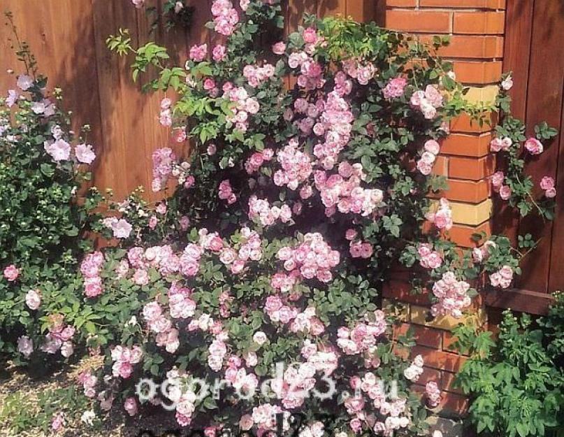 Выращивание садовых роз в открытом грунте: советы и правила. Плетистая роза – посадка и уход в открытом грунте, советы и рекомендации