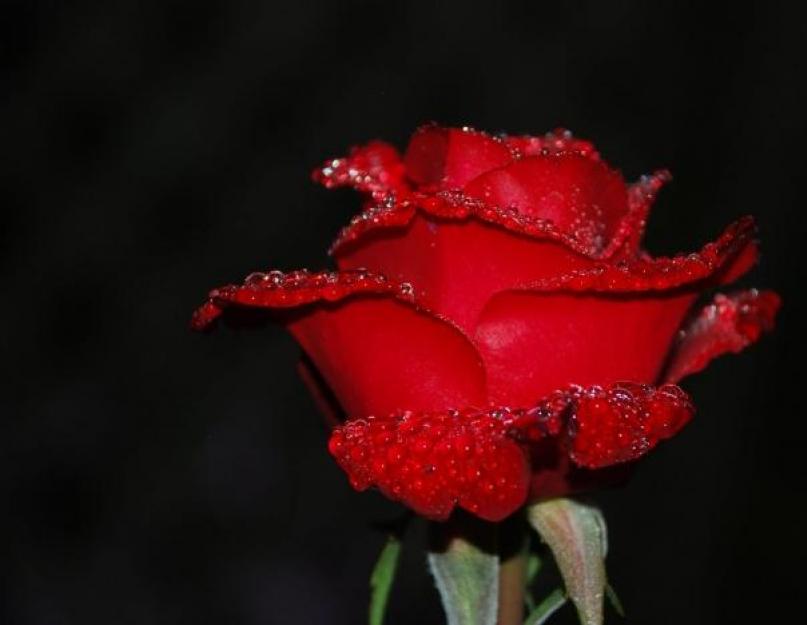 Значение розовой розы. Розовая роза и ее символизм