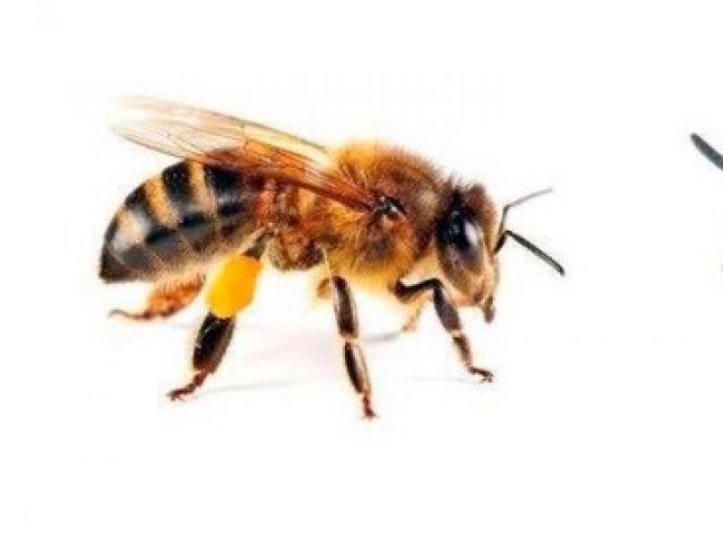 Медоносная пчела и обыкновенная оса. Как отличить пчелу от осы, кто из них приносит больше пользы, чьи укусы опаснее