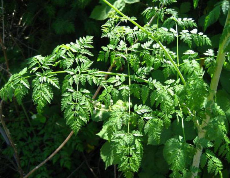 Что такое цикута? Это опасное ядовитое растение. Цикута: фото, описание