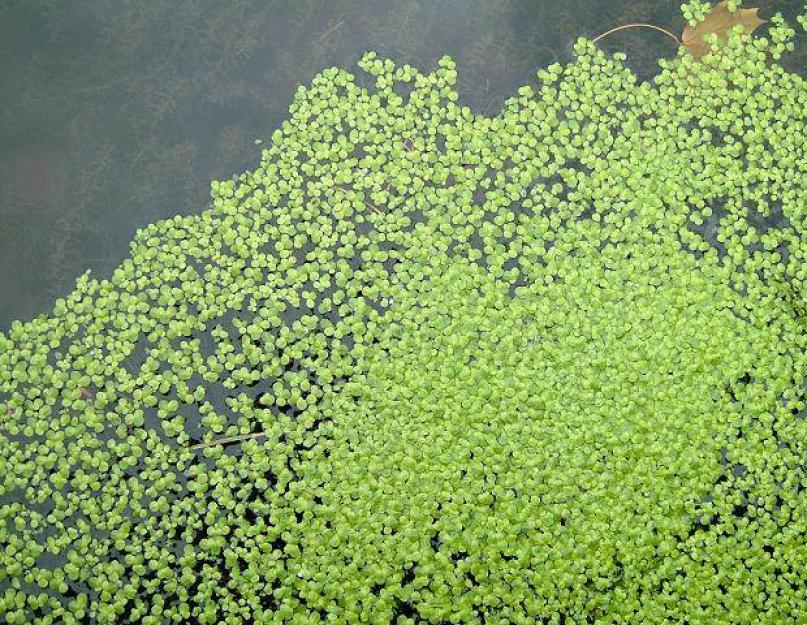Растения озер. Водные растения – прибрежные растения