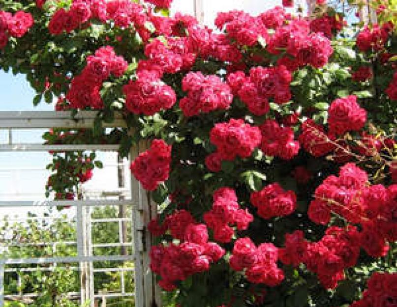 Кустовые розы флорибунда. Секреты разведения роз сорта Флорибунда (видео советы)