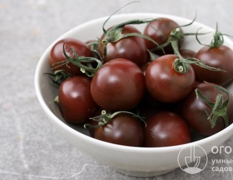 Черные томаты: достоинства и недостатки экзотических сортов. Темные сорта помидоров – происхождение и современное разнообразие