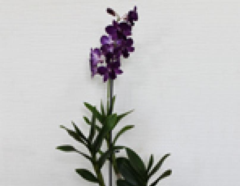 Домашний цветок дендробиум. Дендробиум фаленопсис
