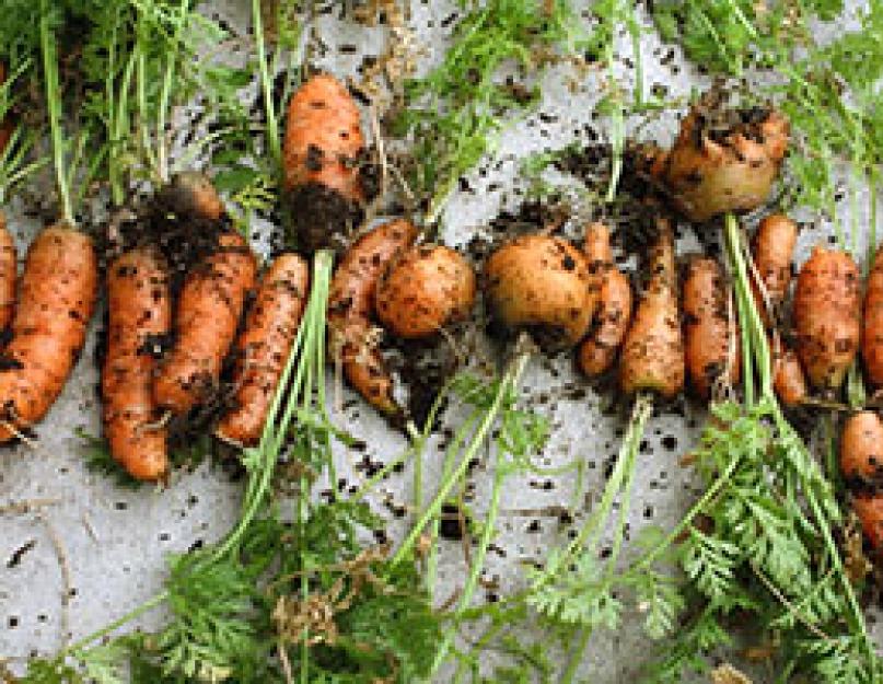 Выращивание моркови по новым технологиям. Как вырастить морковь: секреты хорошего урожая