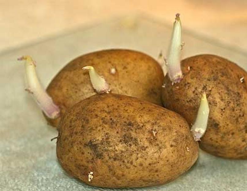  Применение голландской технологии выращивания картофеля на личном приусадебном участке. 