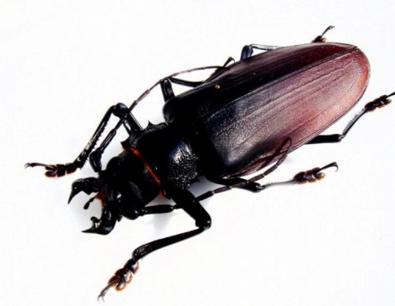 Самые большие в мире жуки. Самый большой жук: Дровосек-титан, Геркулес или Большезуб Где живет дровосек титан на каком материке