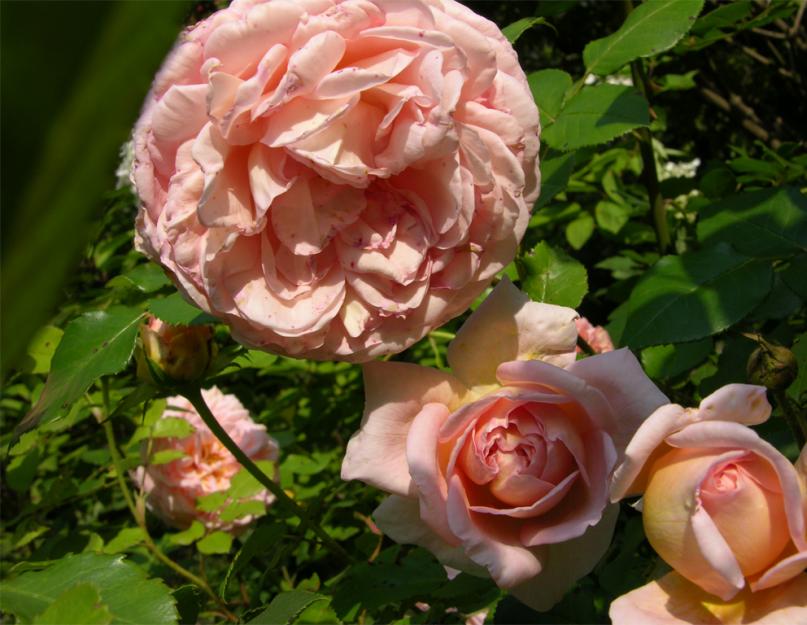 Роза парковая ред бриллиант посадка и уход. Парковые розы — что это за вид и сорт такой