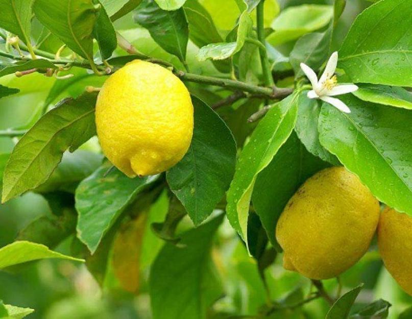 Уход и выращивание лимона в домашних условиях. Как ухаживать за лимонным деревцем в горшке