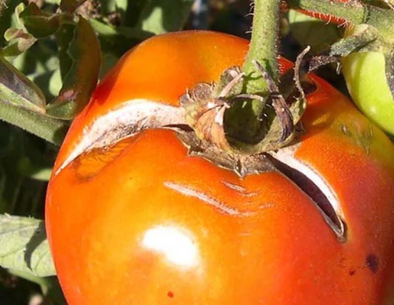 Можно поливать помидоры когда они цветут. Подкормка томатов во время цветения