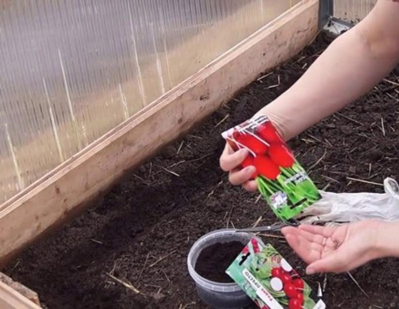 Как вырастить редиску на даче в июне. Как выращивать редис, и когда сажать редиску – полезные советы огороднику