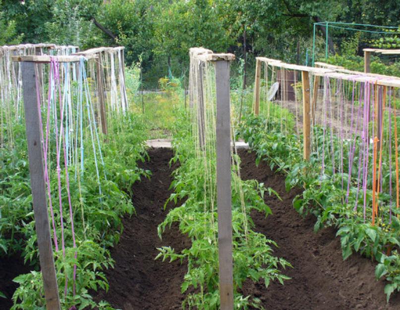 Как подвязывать помидоры в открытом грунте – простые способы для хорошего урожая. Как подвязать томаты в теплице