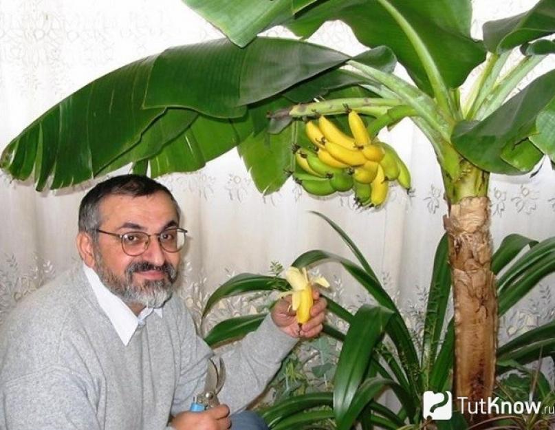 Как размножается банан. Как посадить банан из семян