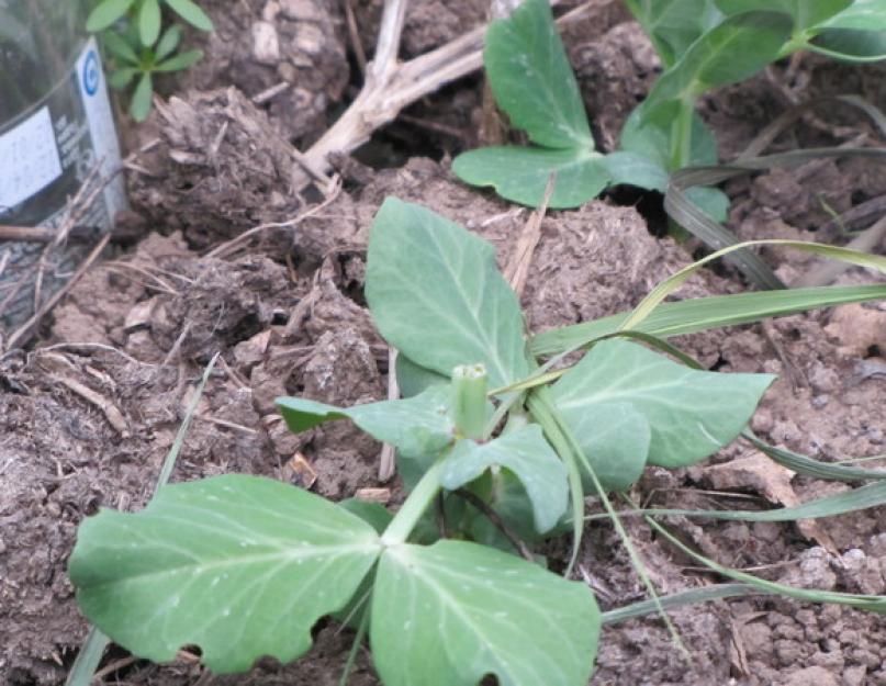 Опасные вредители капусты – как распознать и бороться? Какие бывают капустные вредители Кто в огороде ест капусту. 