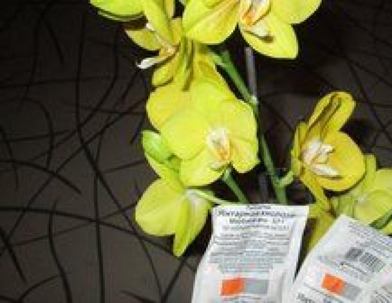 Янтарная кислота для орхидей как стимулятор развития. Как поливать цветы янтарной кислотой в таблетках, как развести