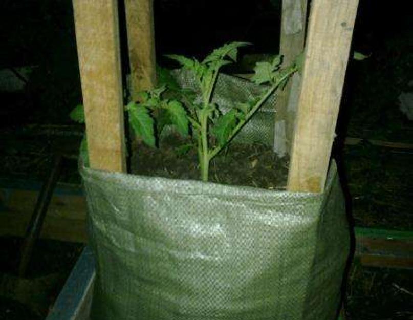 Как посадить помидоры в мешке. Выращиваем томаты в мешках