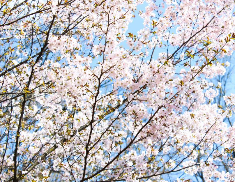 Где можно увидеть цветущую сакуру. Где растет дерево сакура - японская вишня