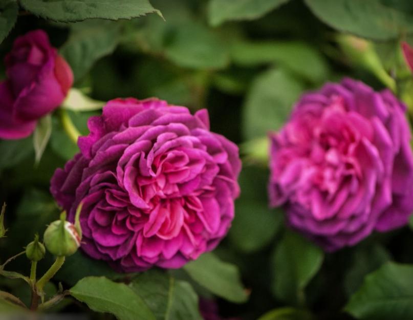 Выращивание роз на садовом участке. Выращивание садовых роз в открытом грунте: советы и правила