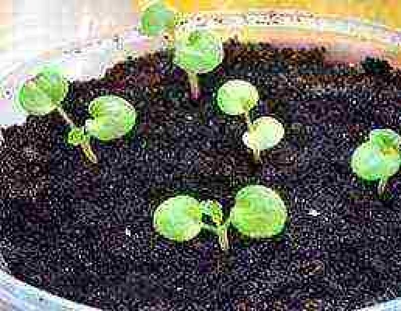 Всё о семенах пеларгонии: как посадить и вырастить в домашних условиях пошагово? Пеларгония из семян в домашних условиях. Посев, выращивание и уход за геранью дома и в саду