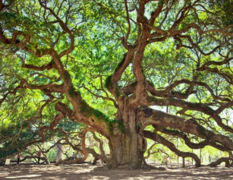 Дуб крупноплодный - Quercus macrocarpa. Кариоптерис — нет ничего проще и красивее Дубы Северной Америки