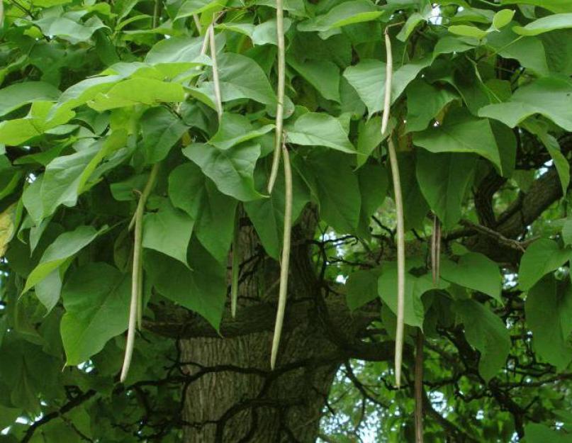 Как называется дерево с висюльками. Макаронное дерево — экзотический медонос и лекарственное растение