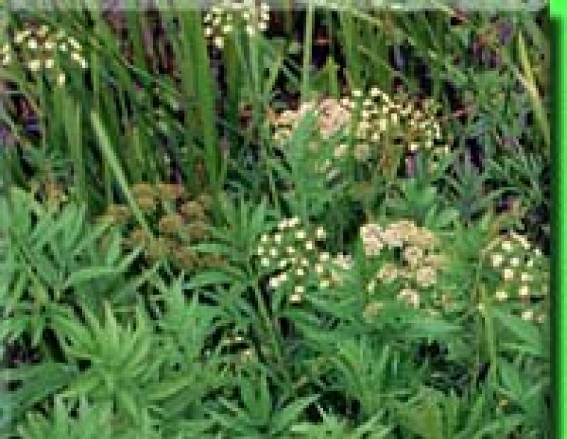 Цикута - вех ядовитый: описание растения с фото. Вех ядовитый в народной медицине