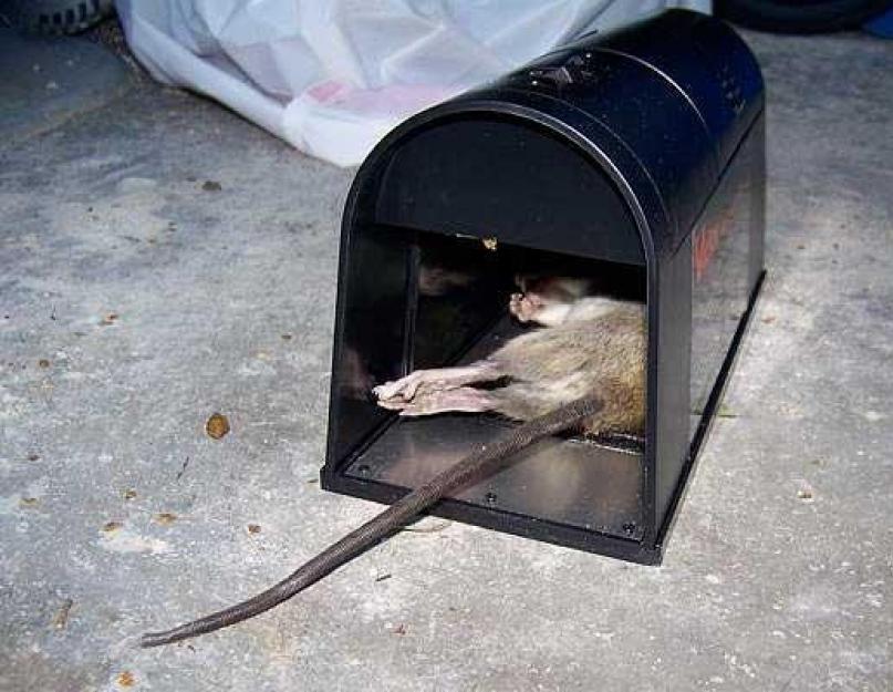 Чем выгнать крыс из дома. В доме или в квартире