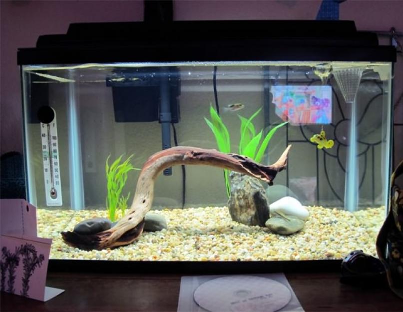 Как чистить аквариум в домашних условиях? Сифон для аквариума своими руками: мастер-класс Чем очистить грунт в аквариуме. 