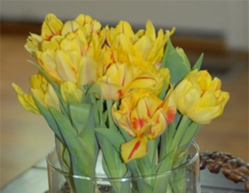 Как вырастить тюльпаны зимой дома. Как вырастить тюльпаны в горшке в домашних условиях