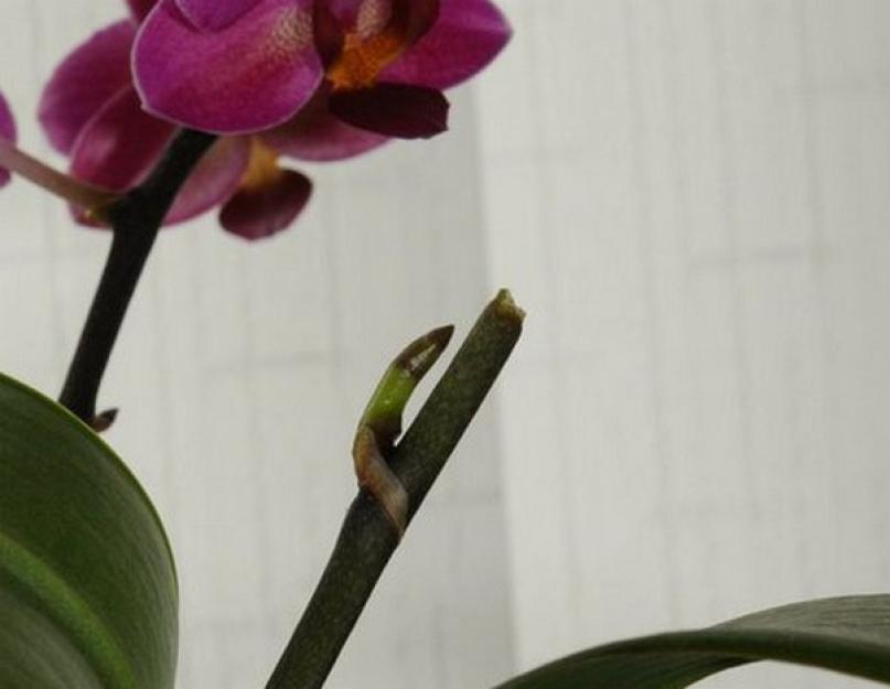 Как правильно обрезать орхидею фаленопсис после цветения. Правильно обрезаем орхидею после цветения