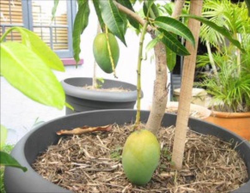 Как вырастить манго в домашних условиях. Как вырастить манго из косточки в домашних условиях