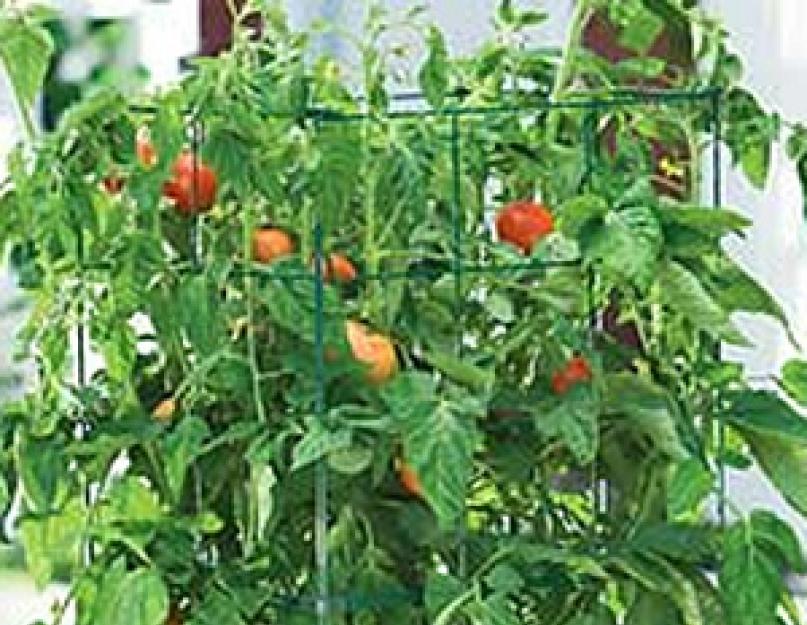 Можно ли рассаду помидор держать на балконе. Выращивание рассады томатов на балконе