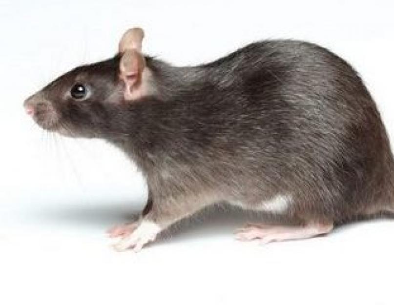 Мышиный кал. Чем можно заразиться от мышей и крыс