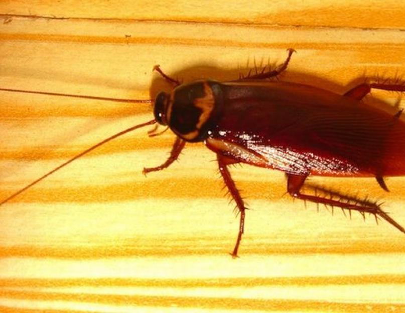 Почему исчезли тараканы научная версия. Куда делись тараканы