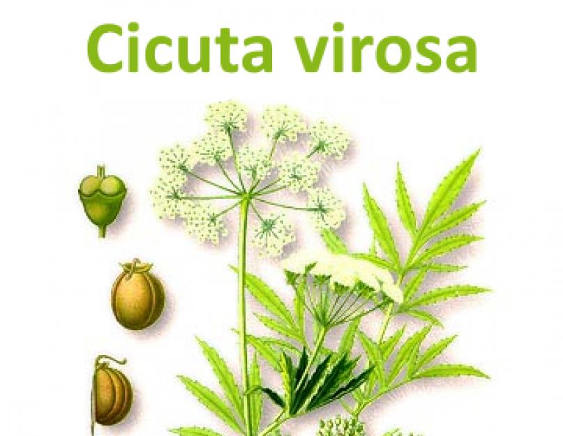 Что такое цикута. Цикута — самое известное ядовитое растение