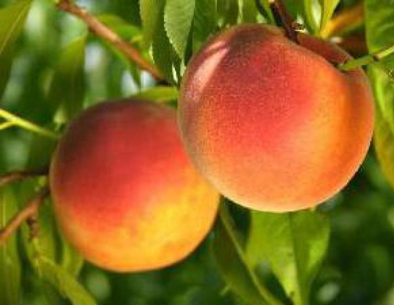 Большие персики. Сладкий и сочный персик: полезные свойства и противопоказания